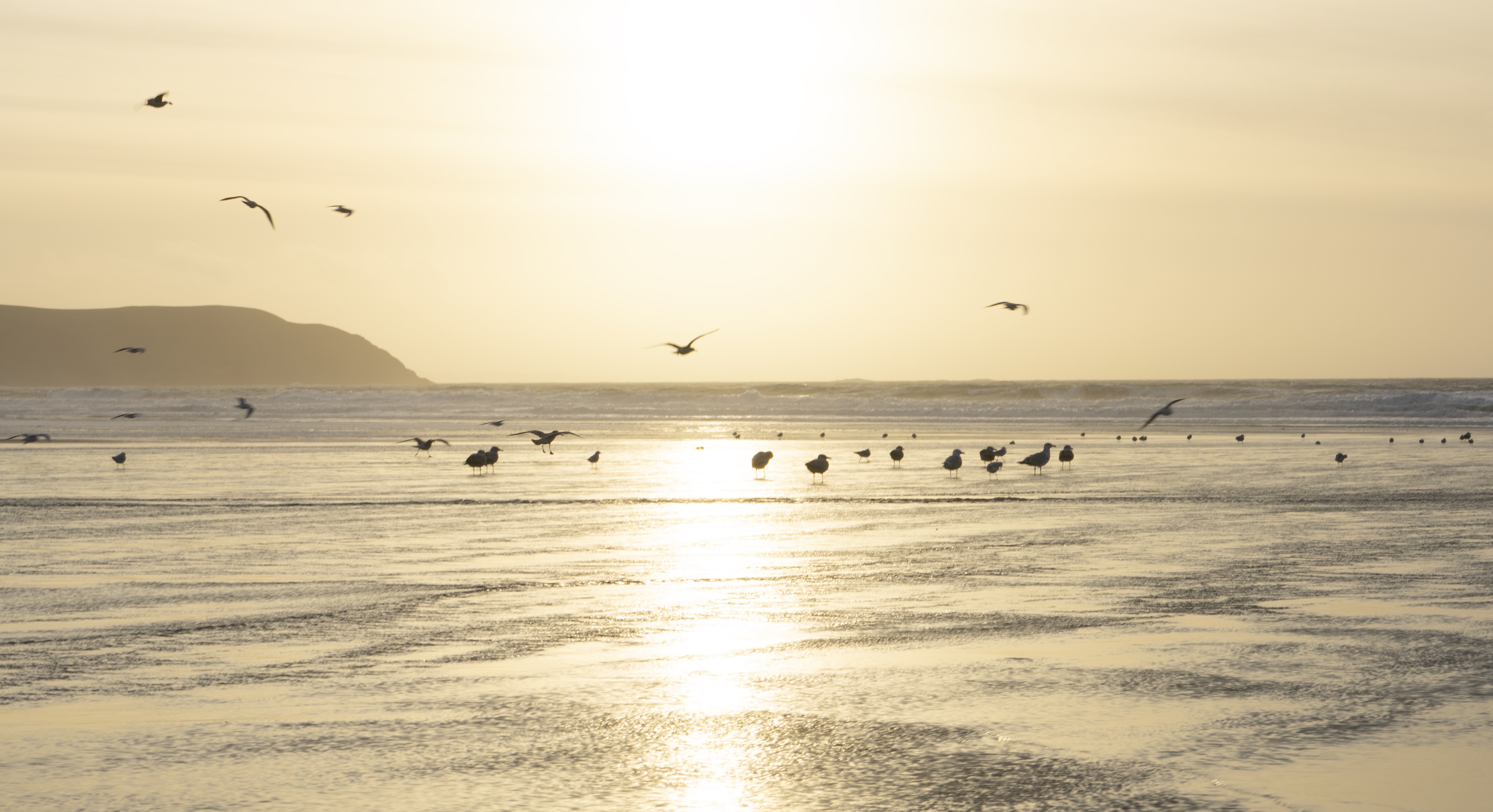 Seagulls at golden hour