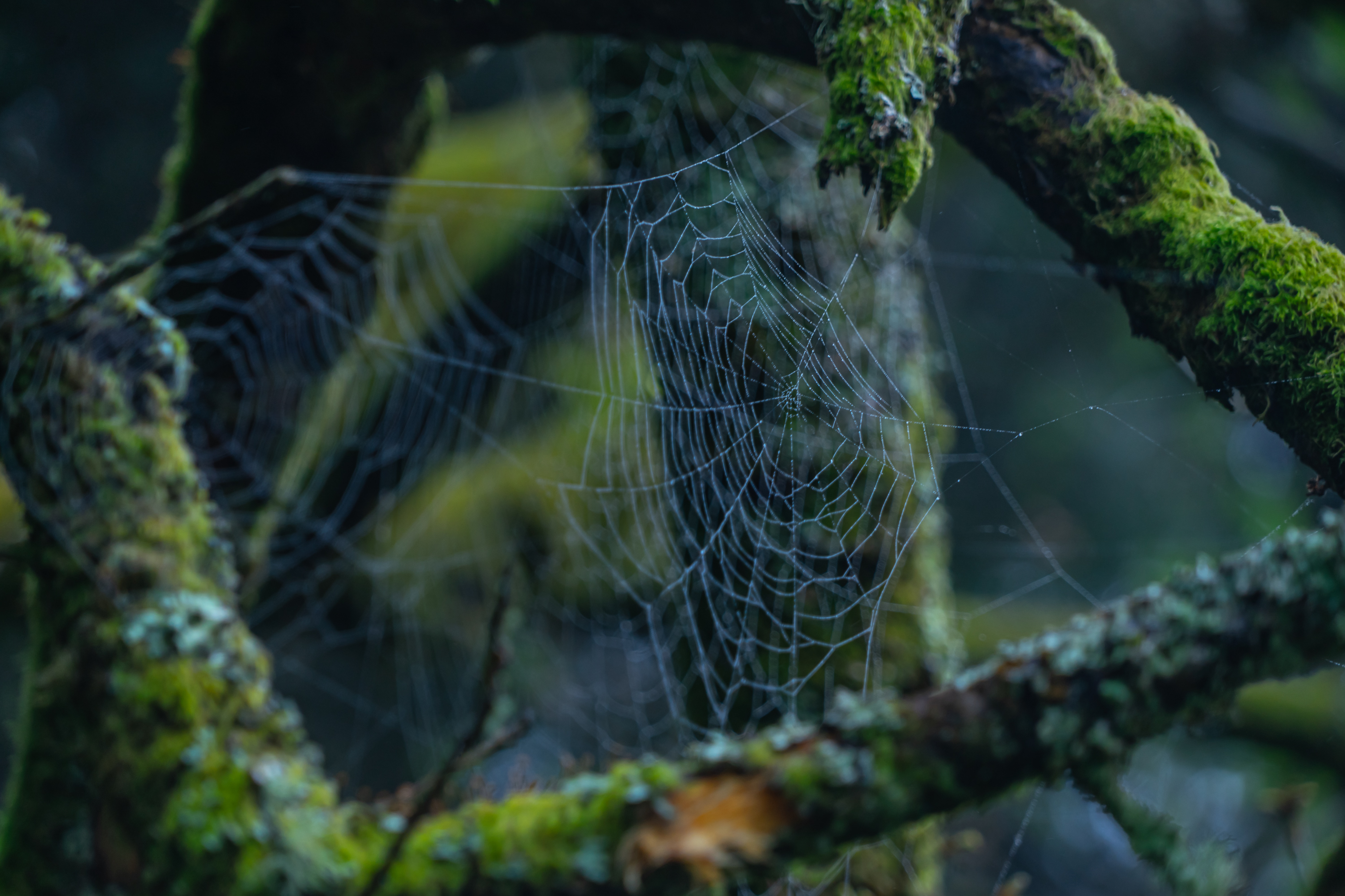 Spiders Web